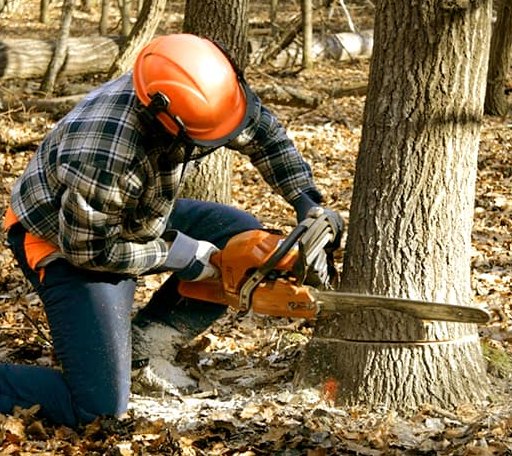 Tree Removal in Oyster Bay, NY